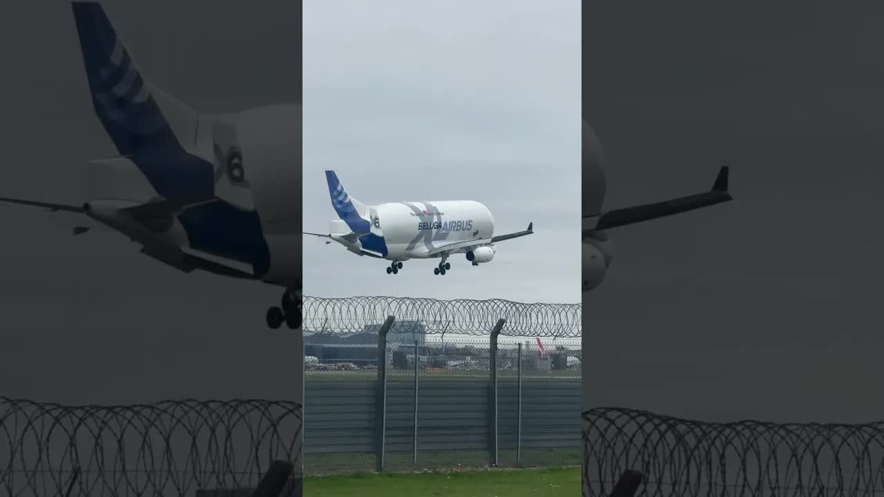 Airbus Beluga Xl landing in to heathrow #aviation #planespotter #heathrow